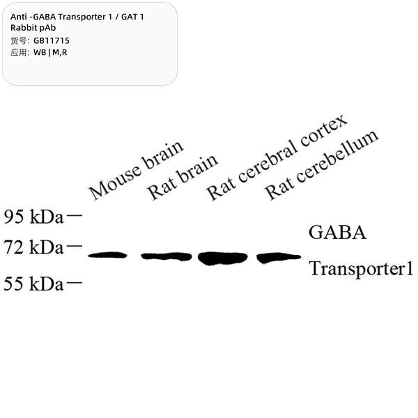 Антитела первичные, поликлональные, GABA Transporter 1/GAT 1, 100 мкл