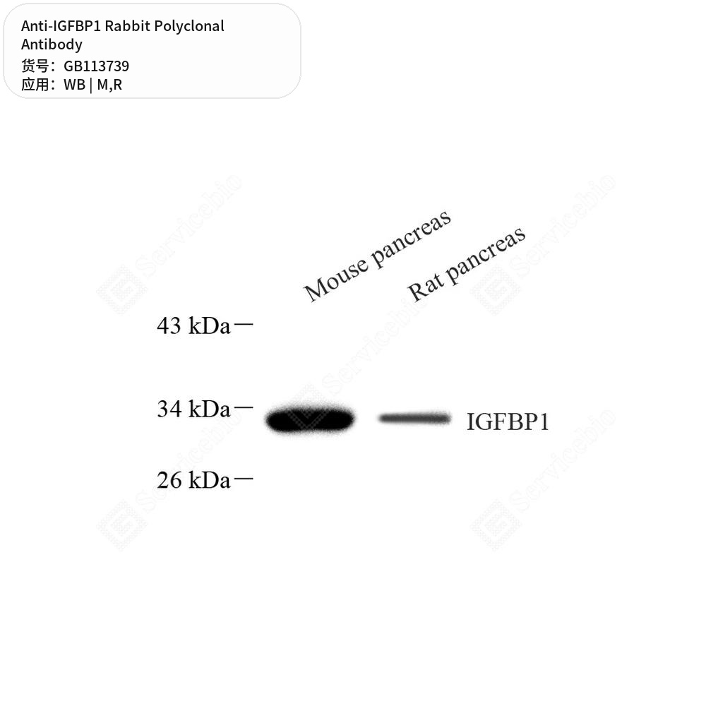 Антитела первичные, поликлональные кролика к IGFBP1 крысы, мыши, 100 мкл
