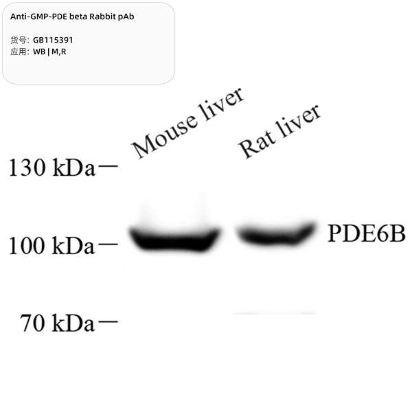 Антитела первичные, поликлональные, GMP-PDE beta, 100 мкл