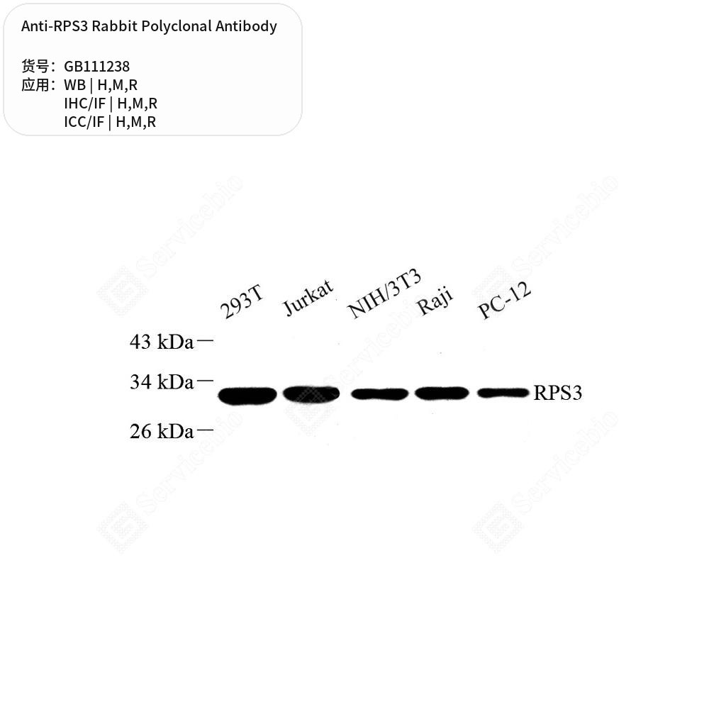 Антитела первичные, поликлональные кролика к RPS3 крысы, мыши, человека, 100 мкл