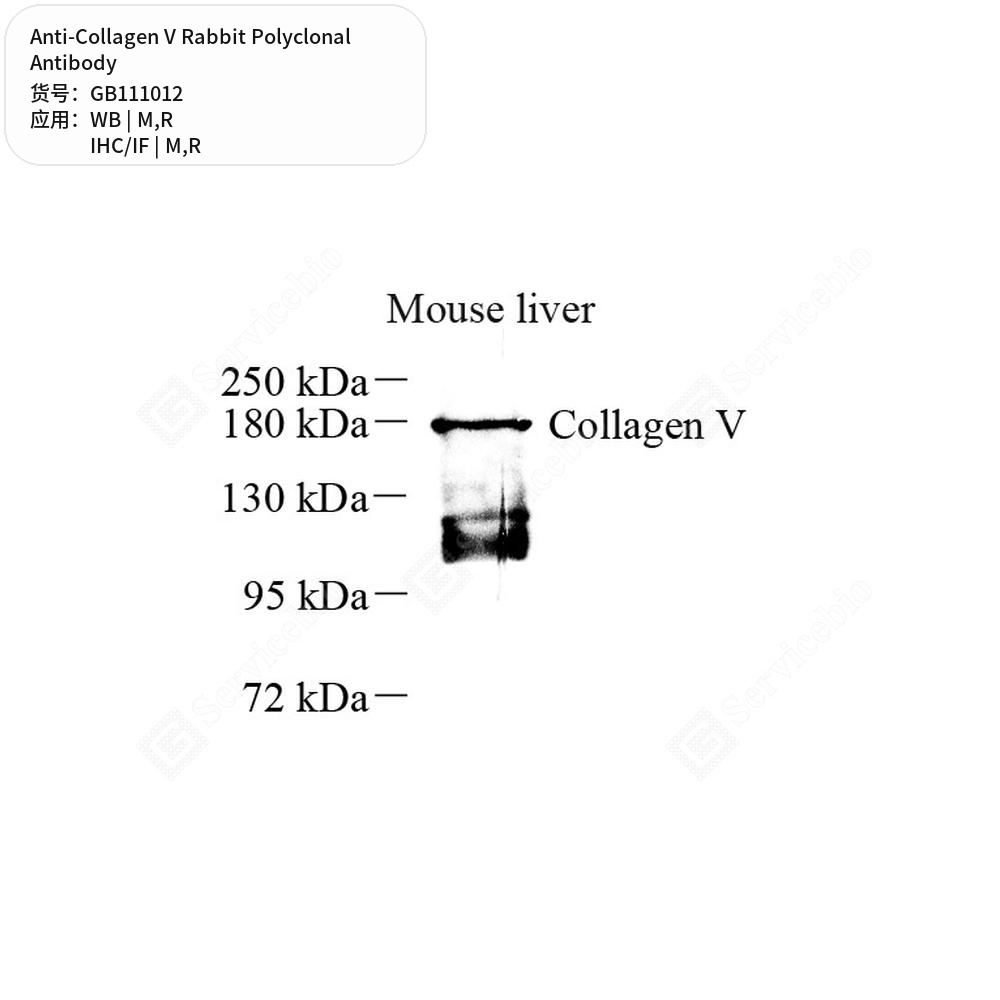 Антитела первичные, поликлональные кролика к Collagen V крысы, мыши, 100 мкл