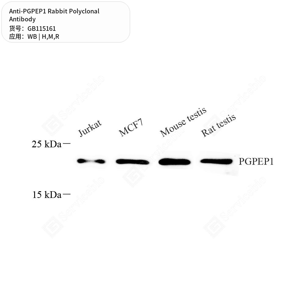 Антитела первичные, поликлональные кролика к PGPEP1 крысы, мыши, человека, 100 мкл