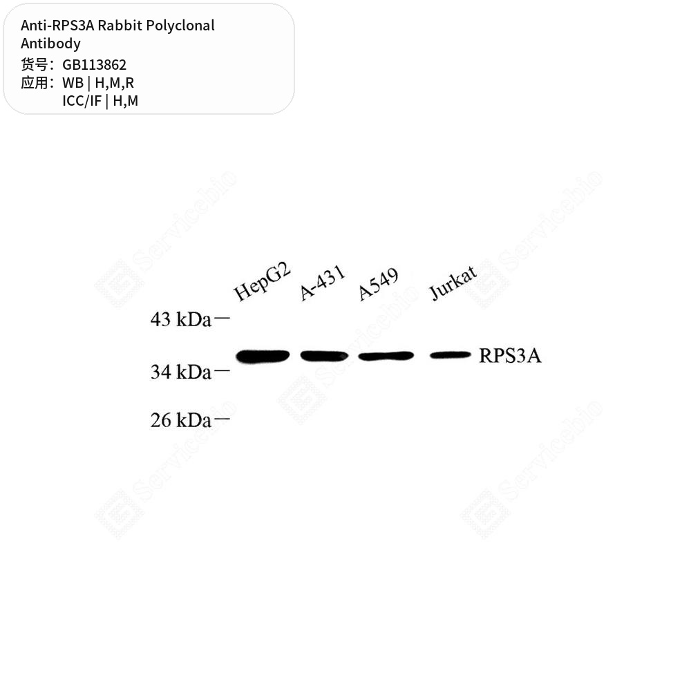 Антитела первичные, поликлональные кролика к RPS3A крысы, мыши, человека, 50 мкл
