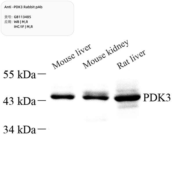 Антитела первичные, поликлональные, PDK3, 100 мкл