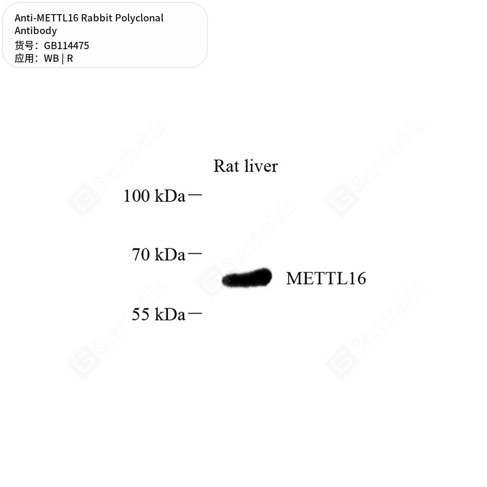 Антитела первичные, поликлональные кролика к METTL16 крысы, 100 мкл