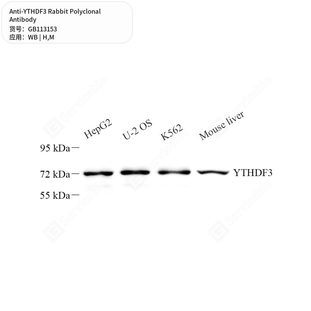 Антитела первичные, поликлональные кролика к YTHDF3 мыши, человека, 100 мкл