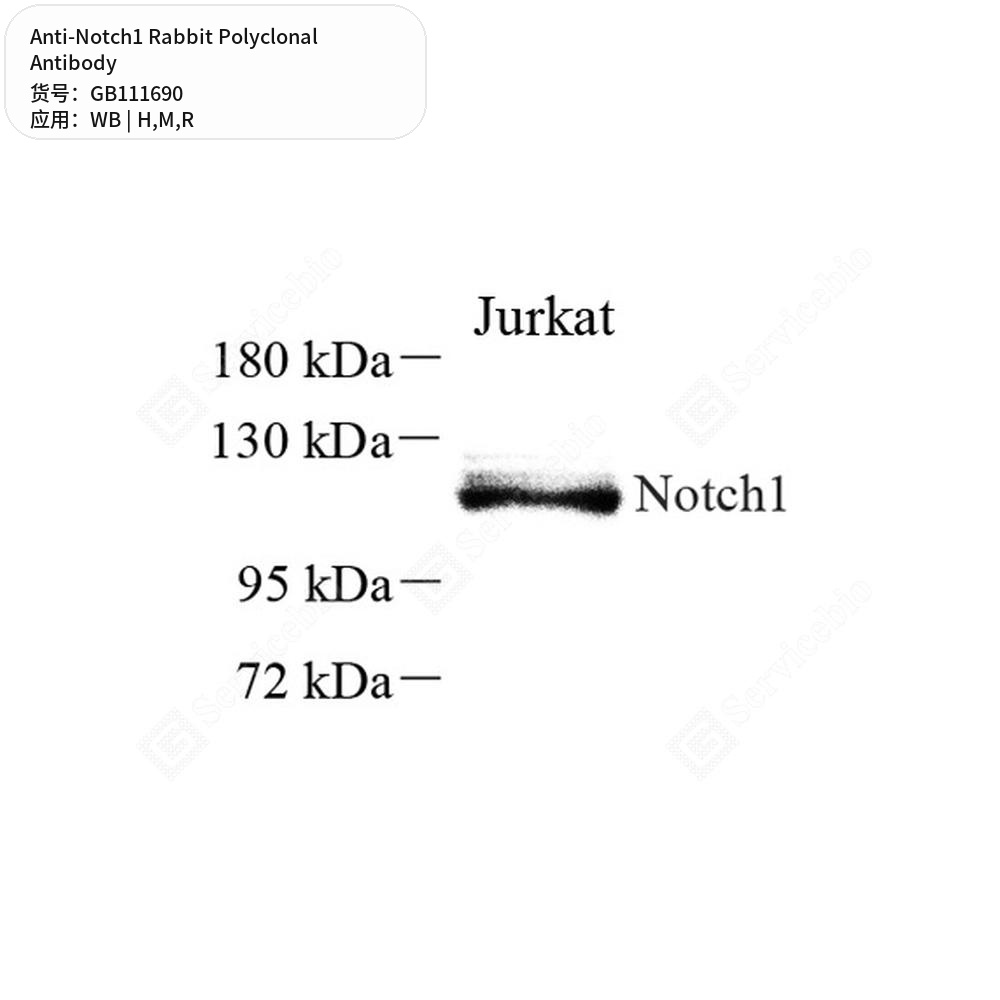Антитела первичные, поликлональные кролика к Notch1 крысы, мыши, человека, 100 мкл