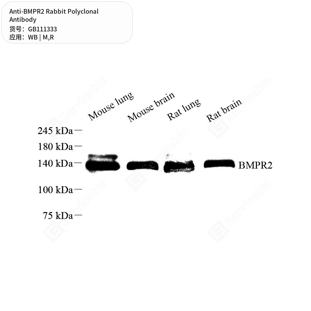 Антитела первичные, поликлональные кролика к BMPR2 крысы, мыши, 100 мкл