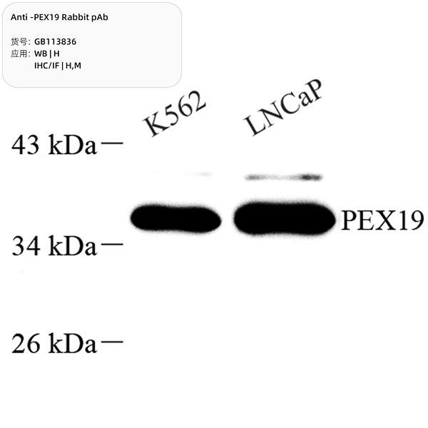 Антитела первичные, поликлональные, PEX19, 100 мкл