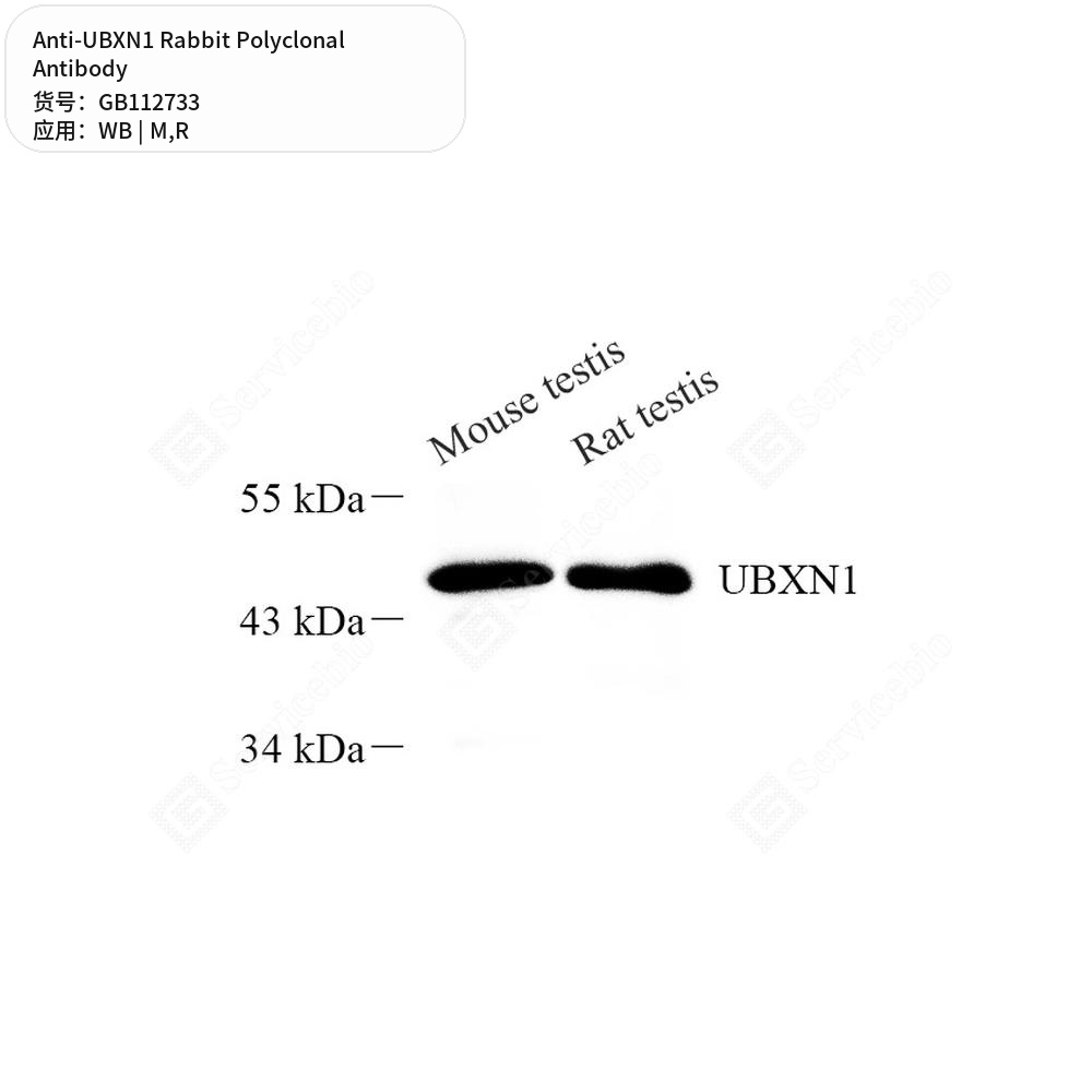 Антитела первичные, поликлональные кролика к UBXN1 крысы, мыши, 100 мкл