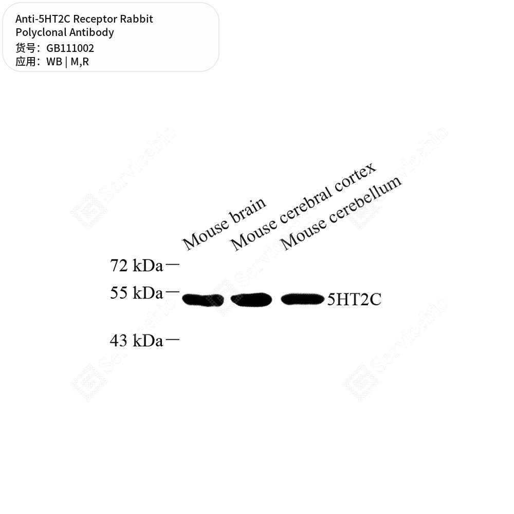 Антитела первичные, поликлональные кролика к 5HT2C Receptor крысы, мыши, 100 мкл