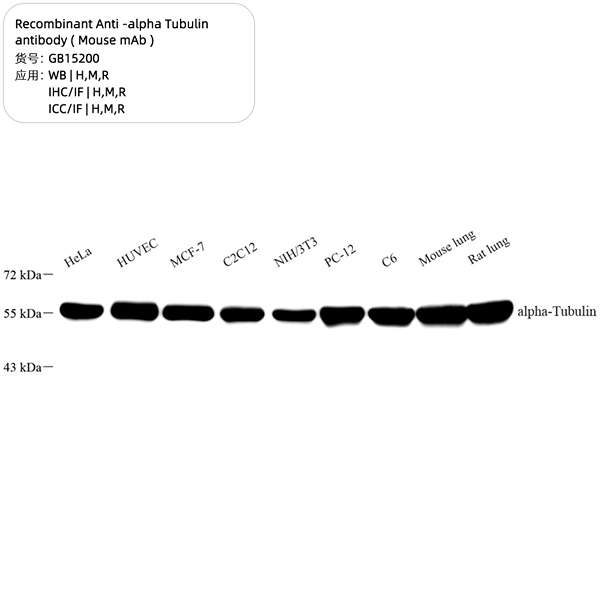 Антитела первичные, моноклональные, alpha Tubulin, 100 мкл