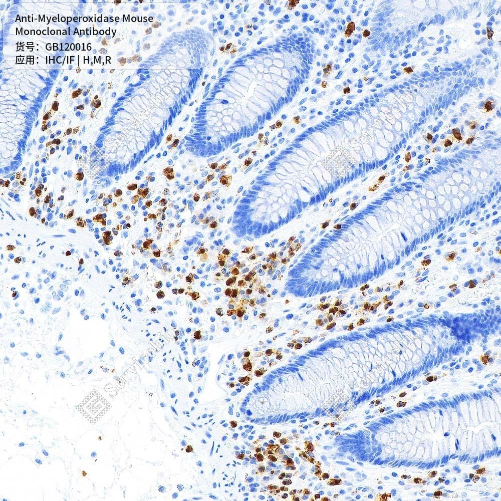 Антитела первичные, моноклональные мыши к Myeloperoxidase крысы, мыши, человека, 50 мкл