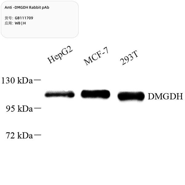 Антитела первичные, поликлональные, DMGDH, 100 мкл