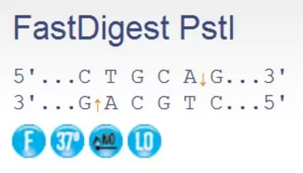 Эндонуклеаза рестрикции ускоренного гидролиза FastDigest PstI, 800 реакций
