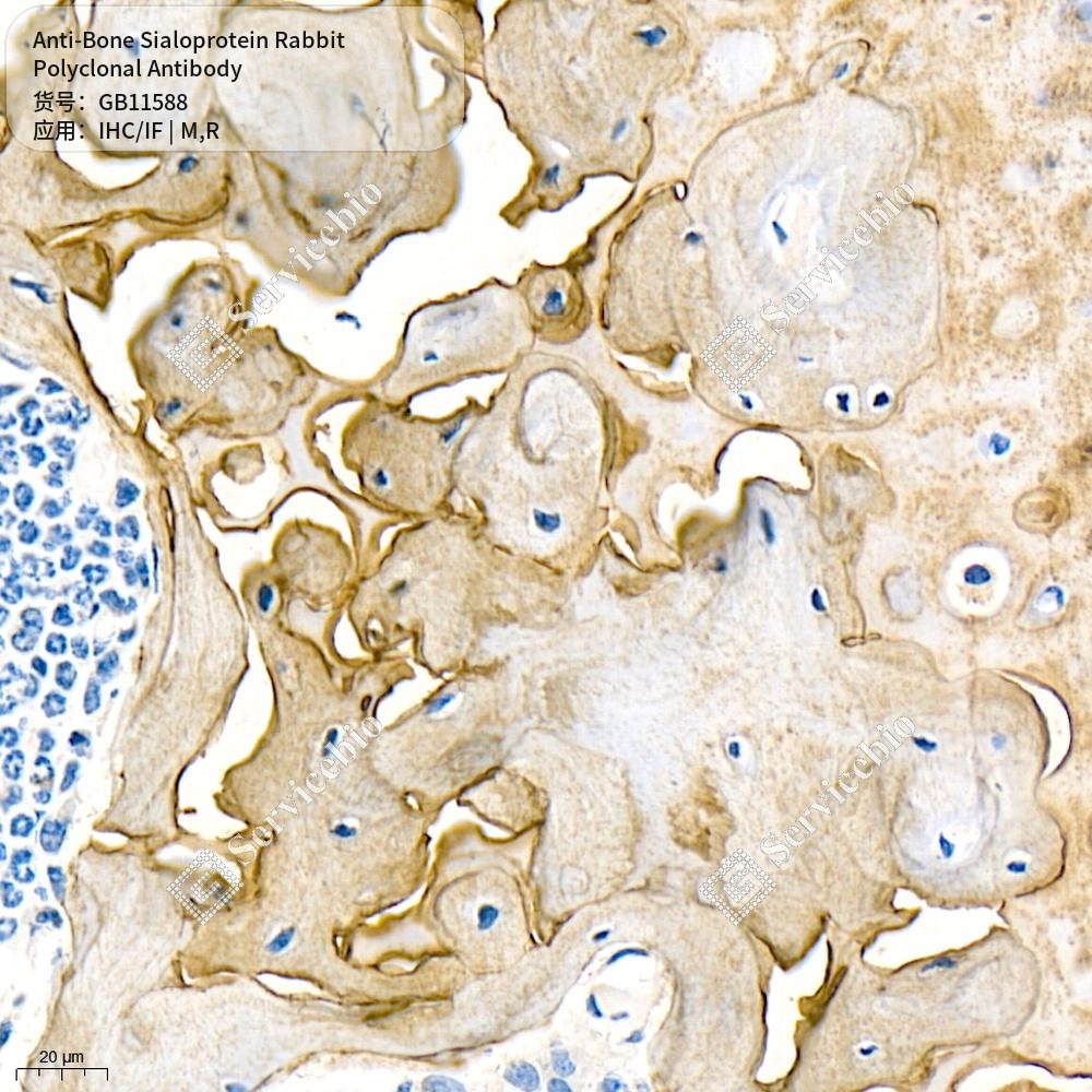 Антитела первичные, поликлональные кролика к Bone Sialoprotein крысы, мыши, 50 мкл