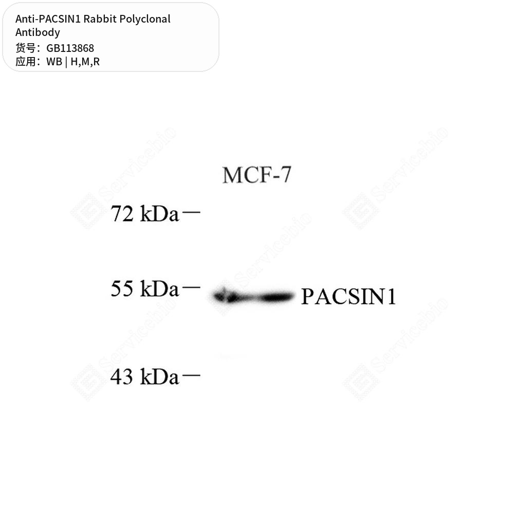 Антитела первичные, поликлональные кролика к PACSIN1 крысы, мыши, человека, 100 мкл