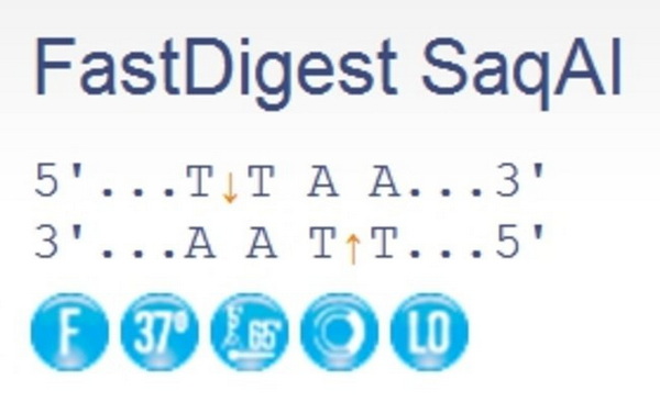 Эндонуклеаза рестрикции ускоренного гидролиза FastDigest SaqAI, 50 реакций