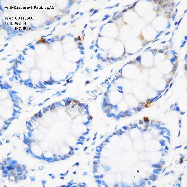 Антитела первичные, поликлональные, Caspase-3, 100 мкл