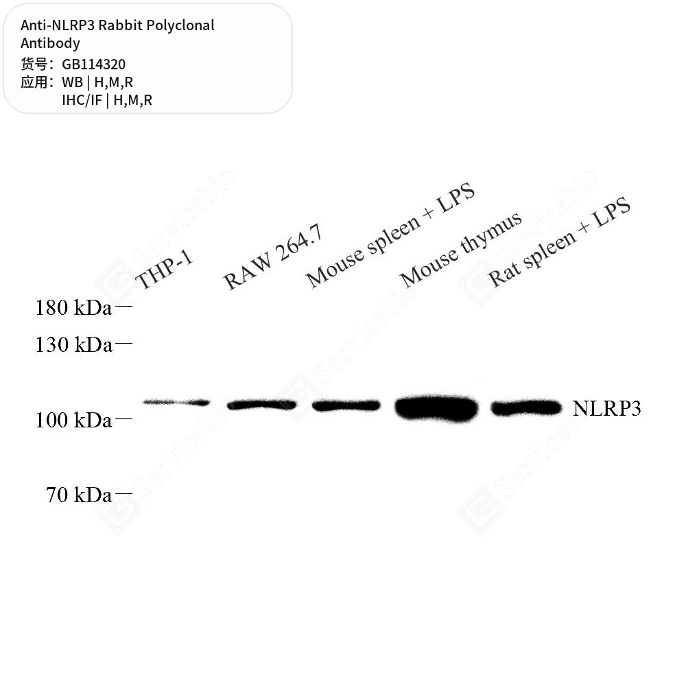 Антитела первичные, поликлональные кролика к NLRP3 крысы, мыши, человека, 50 мкл