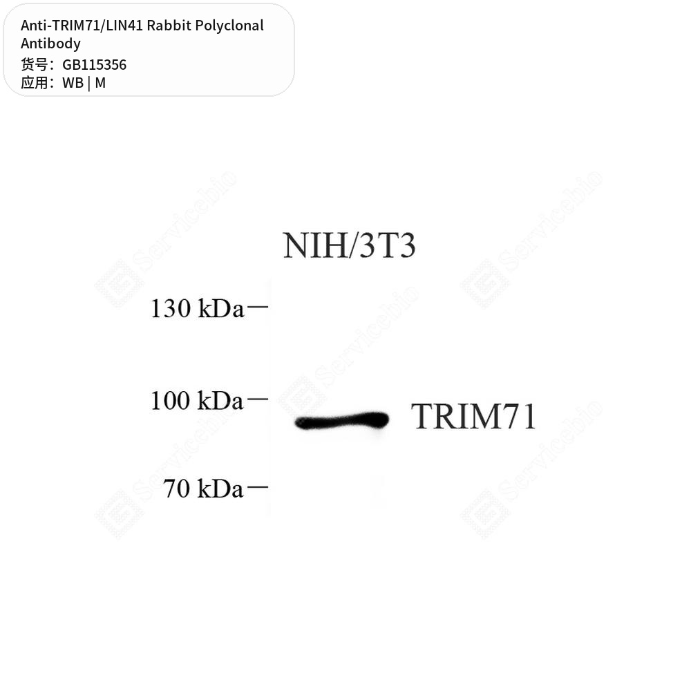 Антитела первичные, поликлональные кролика к TRIM71/LIN41 мыши, 100 мкл