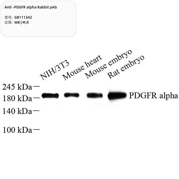 Антитела первичные, поликлональные, PDGFR alpha, 100 мкл