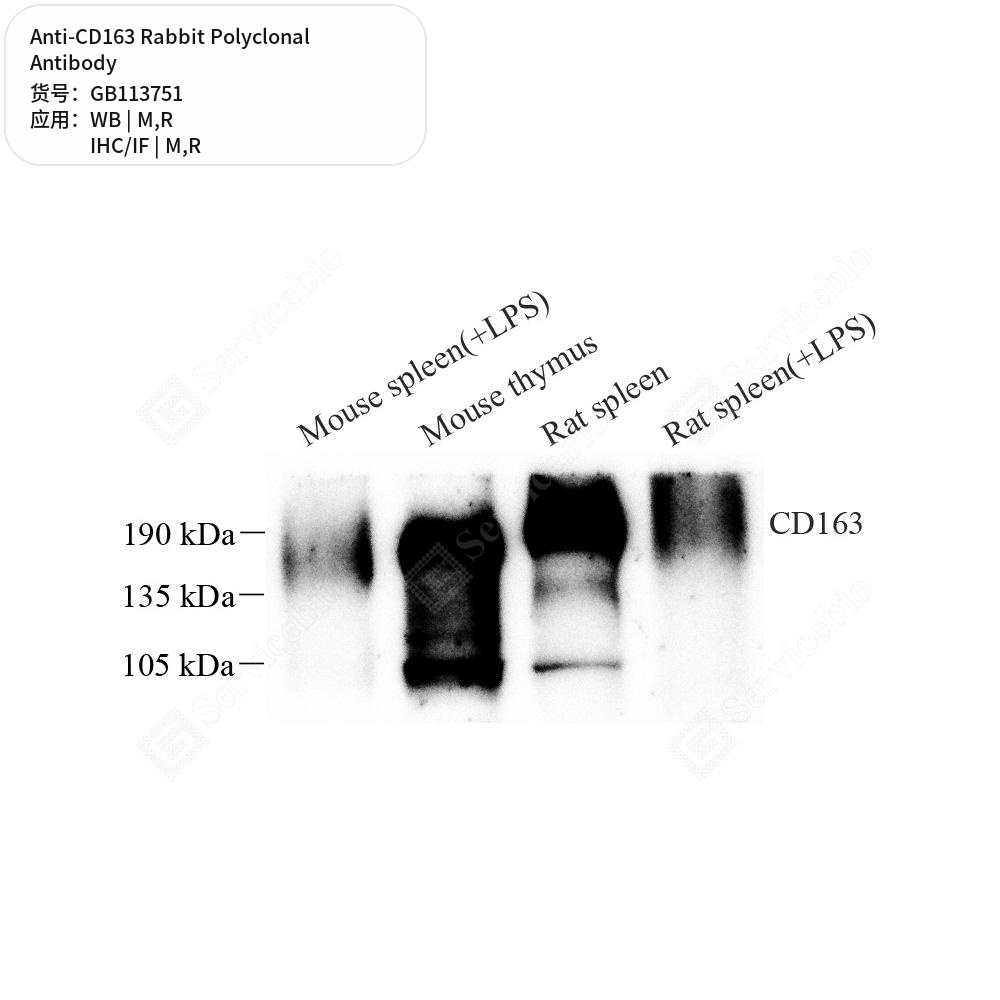 Антитела первичные, поликлональные кролика к CD163 крысы, мыши, 50 мкл