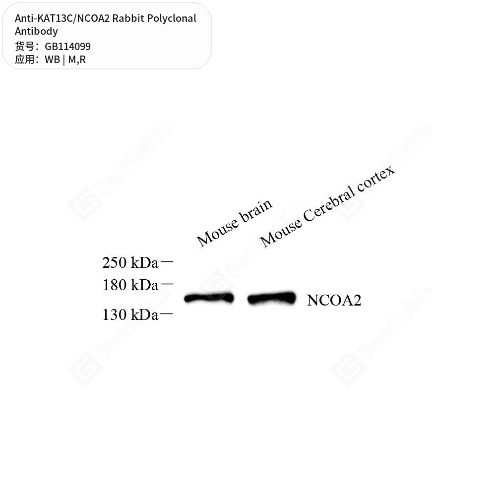 Антитела первичные, поликлональные кролика к KAT13C/NCOA2 крысы, мыши, 50 мкл