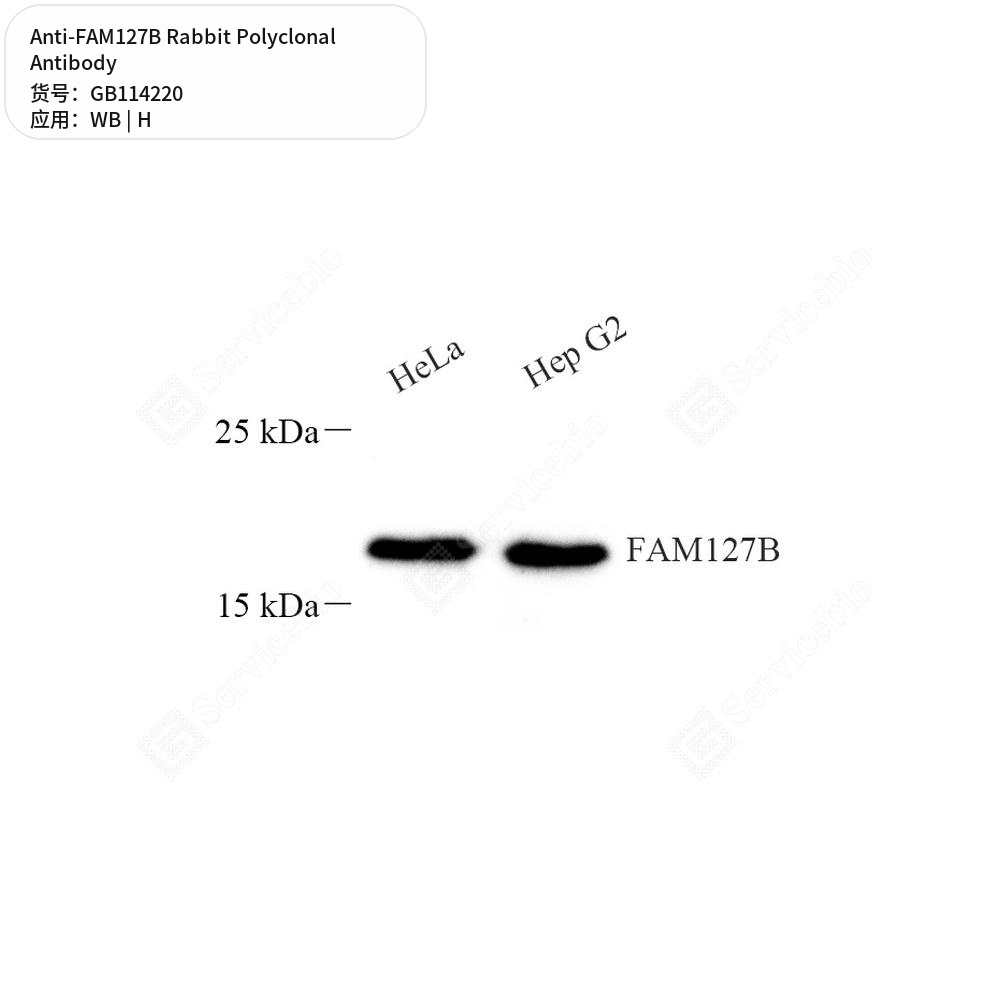 Антитела первичные, поликлональные кролика к FAM127B человека, 100 мкл