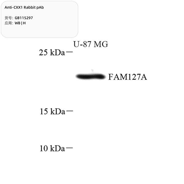 Антитела первичные, поликлональные, CXX1, 100 мкл
