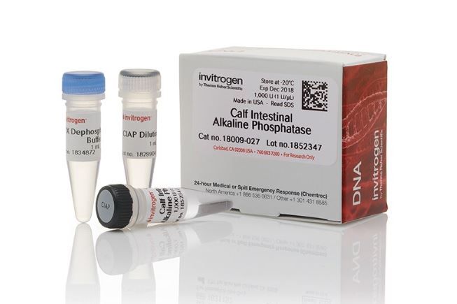 Щелочная фосфатаза из кишечника теленка, 1 ед/мкл, 1000 единиц