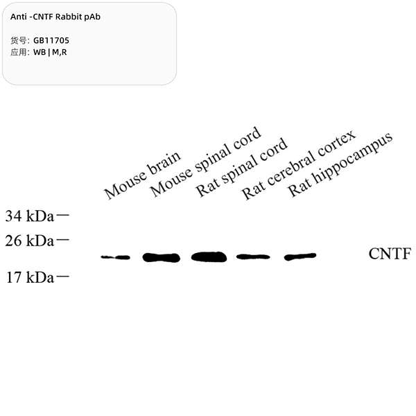 Антитела первичные, поликлональные, CNTF, 100 мкл