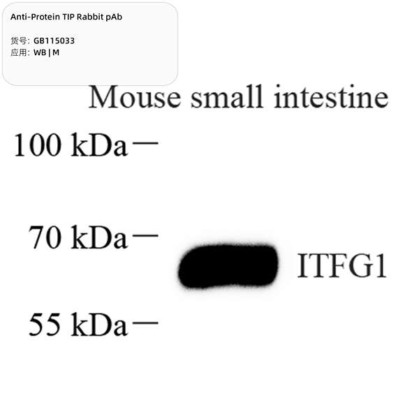 Антитела первичные, поликлональные, Protein TIP, 100 мкл