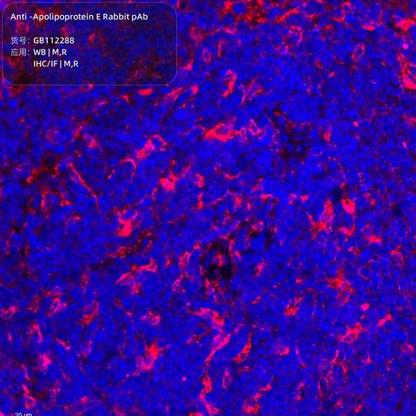 Антитела первичные, поликлональные, Apolipoprotein E, 100 мкл