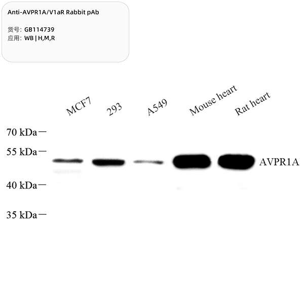 Антитела первичные, поликлональные, AVPR1A/V1aR, 100 мкл
