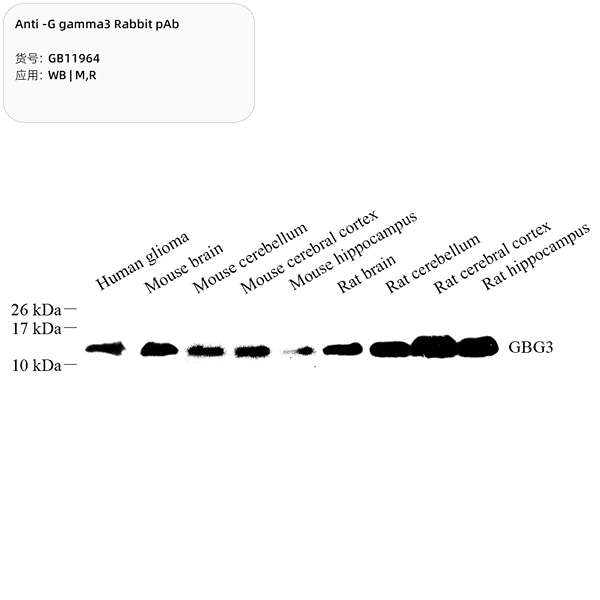 Антитела первичные, поликлональные, G gamma3, 100 мкл