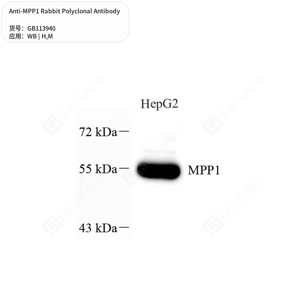 Антитела первичные, поликлональные кролика к MPP1 мыши, человека, 50 мкл