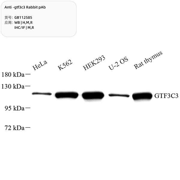 Антитела первичные, поликлональные, gtf3c3, 100 мкл