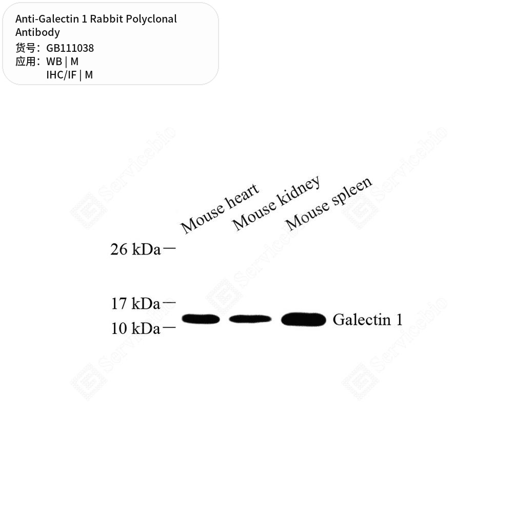 Антитела первичные, поликлональные кролика к Galectin 1 мыши, 100 мкл