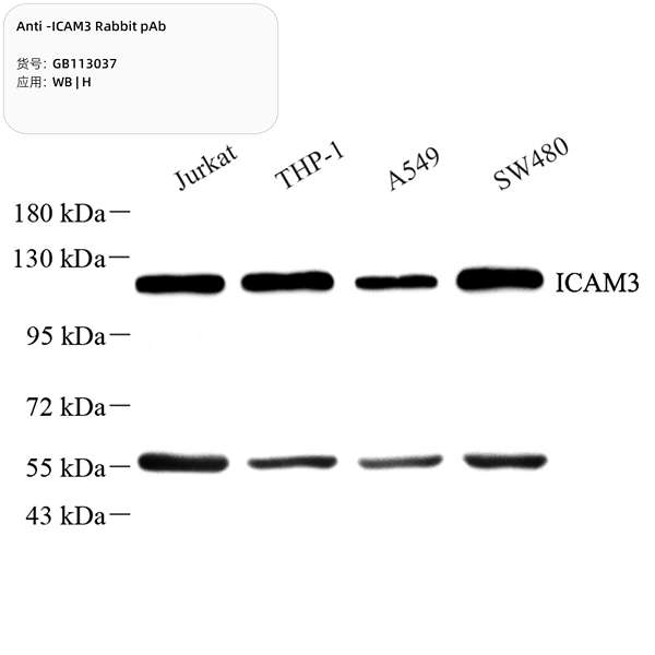 Антитела первичные, поликлональные, ICAM3, 100 мкл