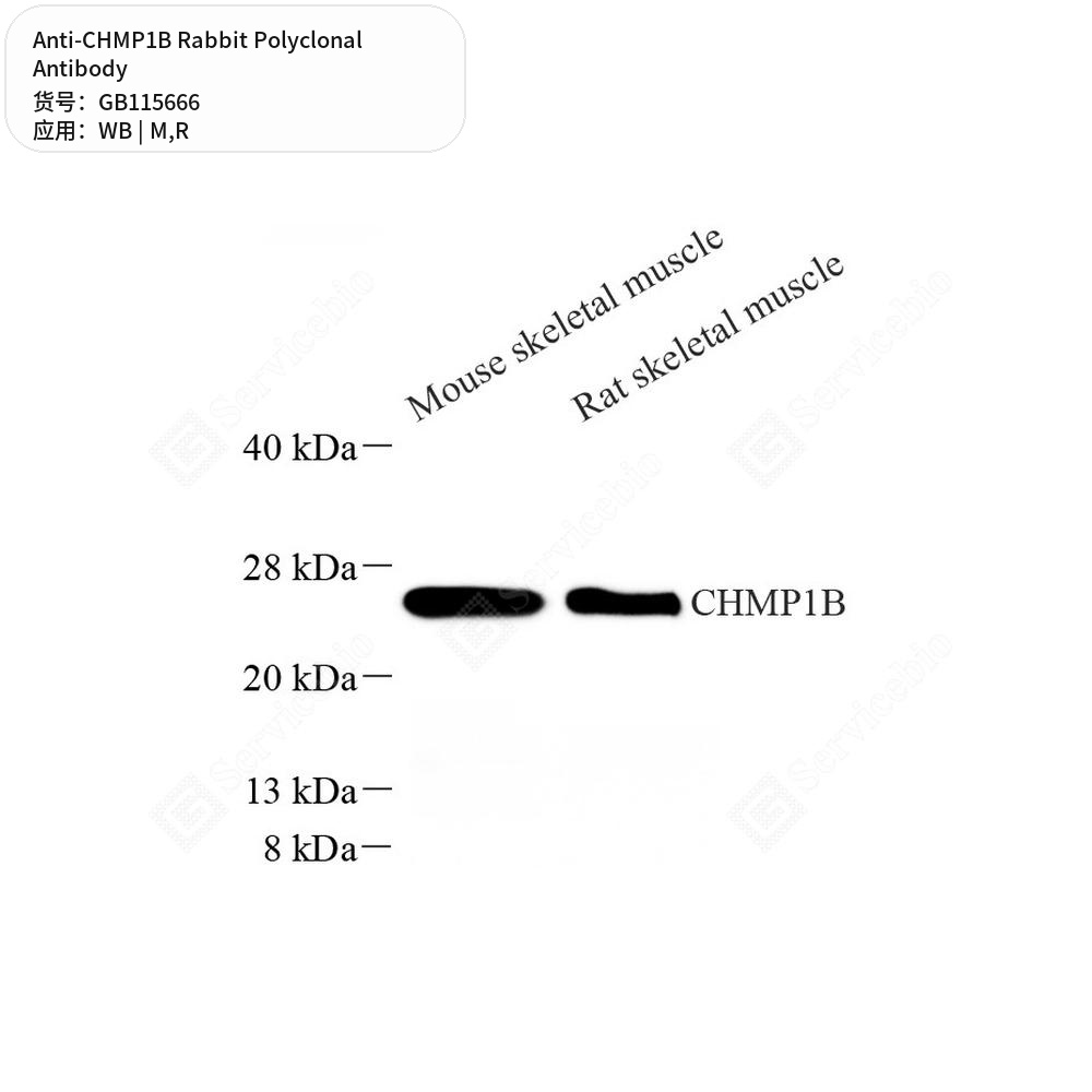 Антитела первичные, поликлональные кролика к CHMP1B крысы, мыши, 50 мкл