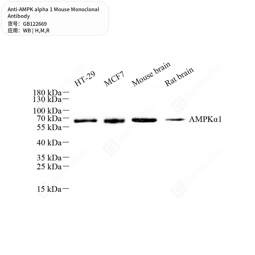 Антитела первичные, моноклональные мыши к AMPK alpha 1 крысы, мыши, человека, 50 мкл