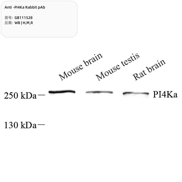 Антитела первичные, поликлональные, PI4KA, 100 мкл