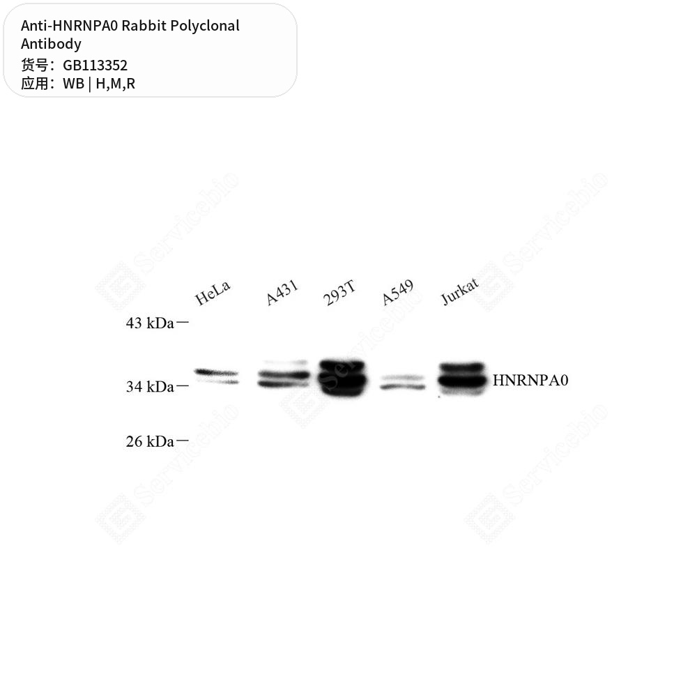 Антитела первичные, поликлональные кролика к HNRNPA0 крысы, мыши, человека, 100 мкл