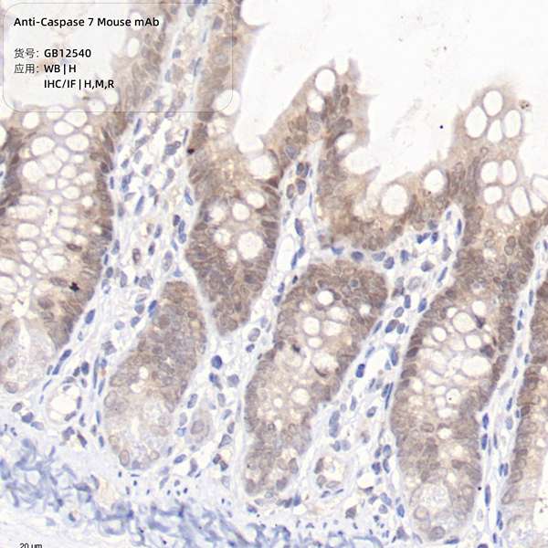 Антитела первичные, моноклональные, Caspase-7, 100 мкл