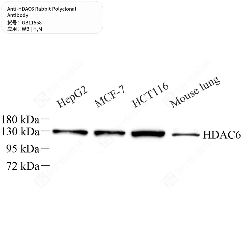 Антитела первичные, поликлональные кролика к HDAC6 мыши, человека, 50 мкл