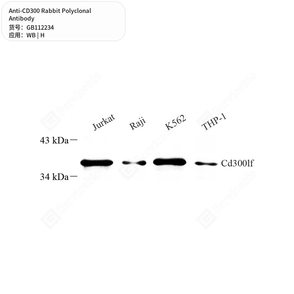 Антитела первичные, поликлональные кролика к CD300 человека, 100 мкл