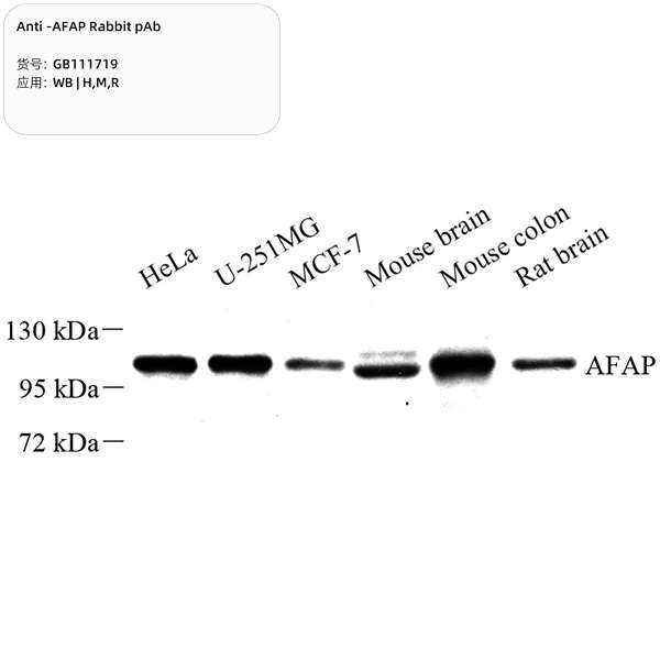 Антитела первичные, поликлональные, AFAP, 100 мкл