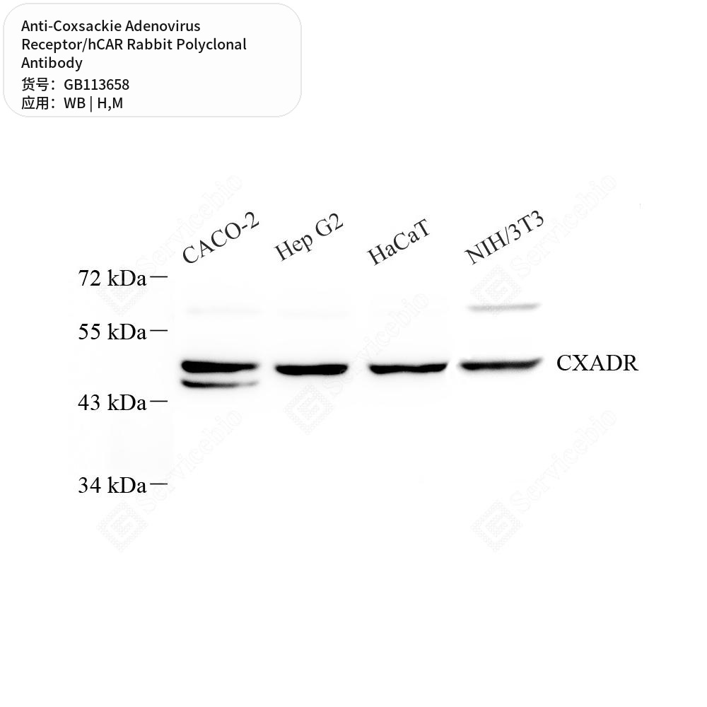 Антитела первичные, поликл. кролика к Coxsackie Adenovirus Receptor/hCAR мыши, человека, 50 мкл