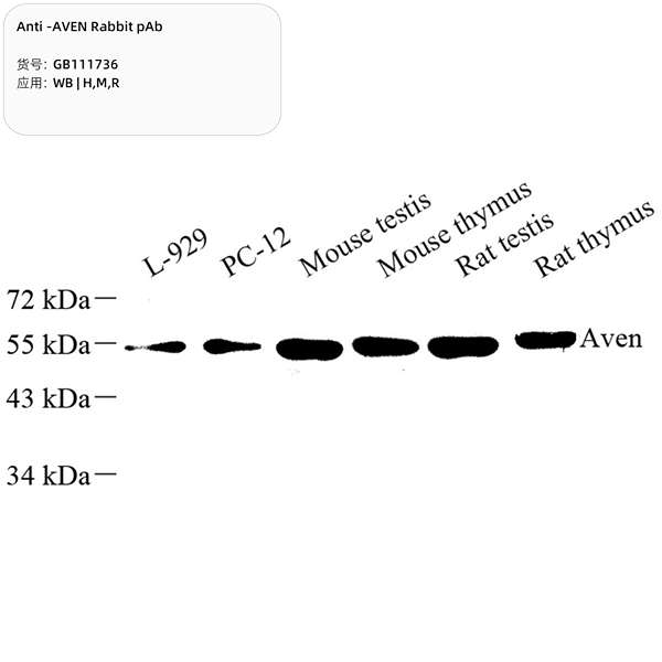 Антитела первичные, поликлональные, AVEN, 100 мкл